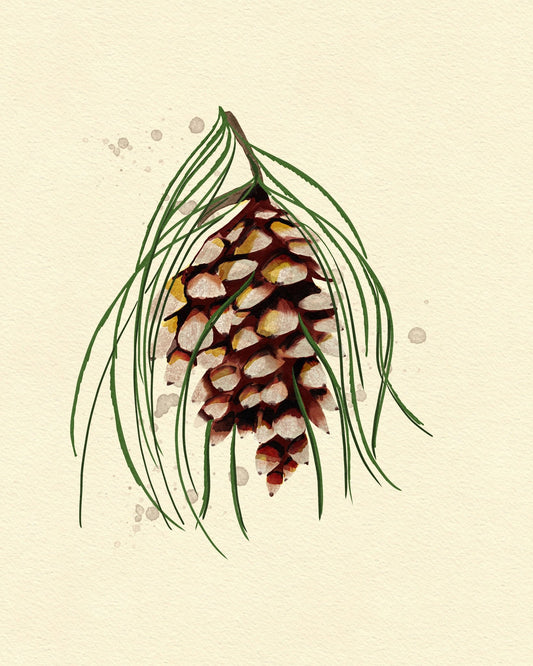 Maine White Pine Cone Copy