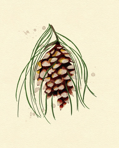 Maine White Pine Cone Copy