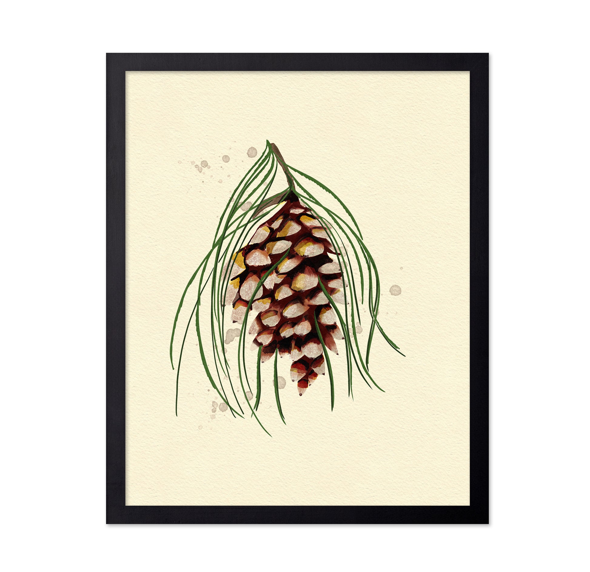 Maine White Pine Cone Copy