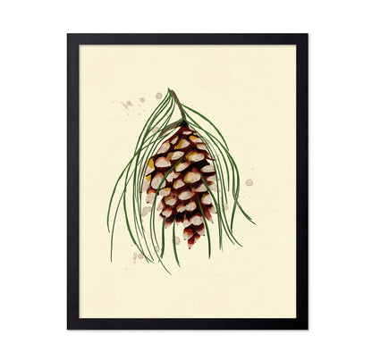 Maine White Pine Cone Copy