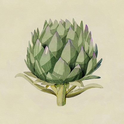 Artichoke