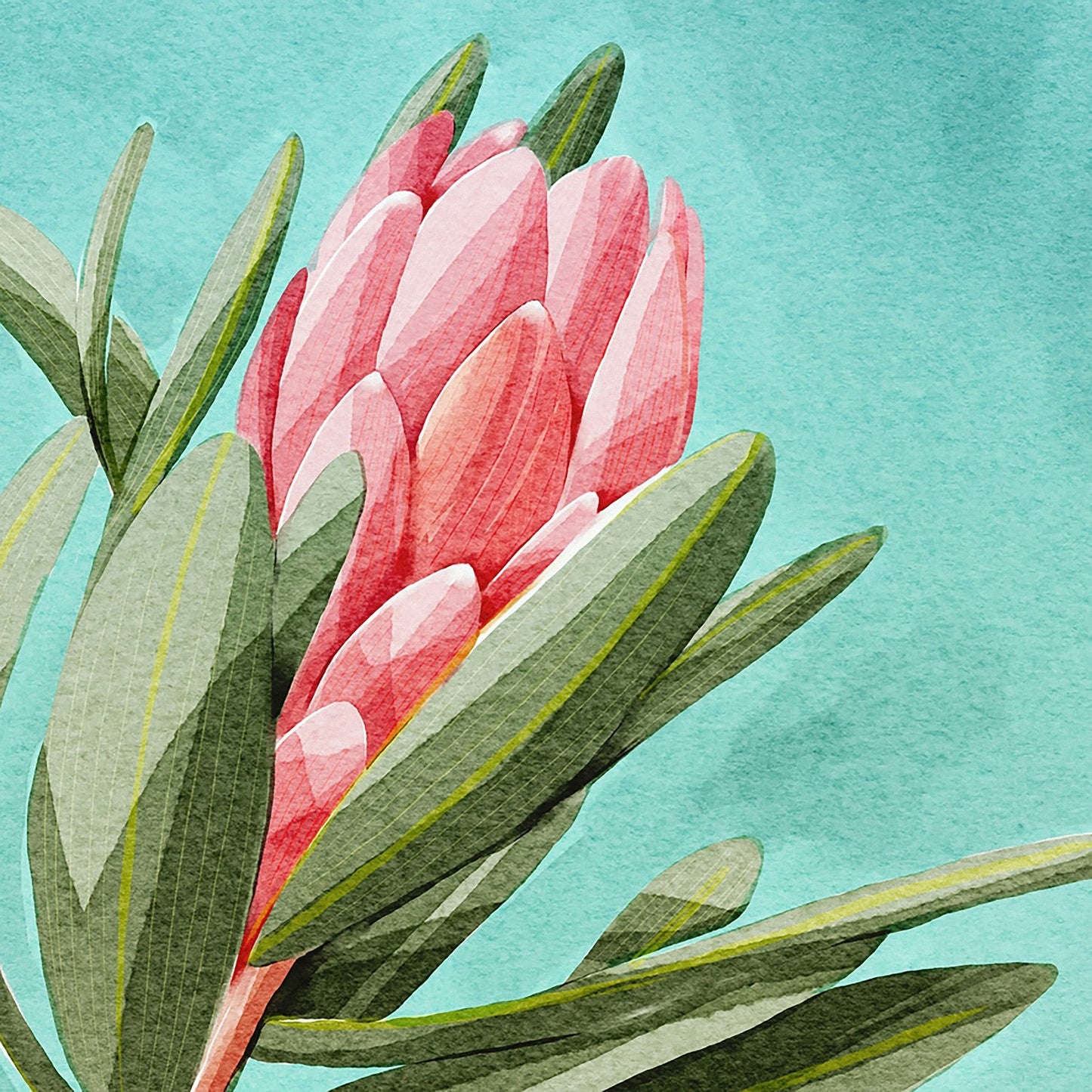 King Protea