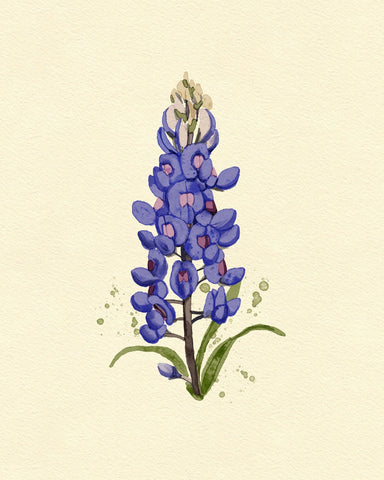 Texas Bluebonnet