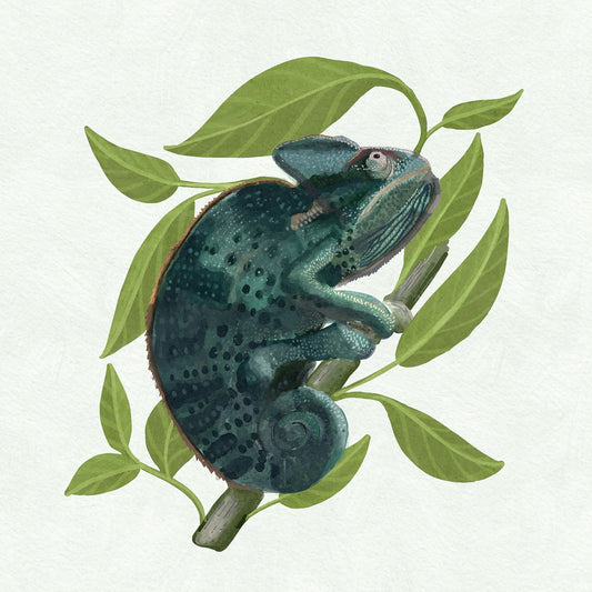 Chameleon