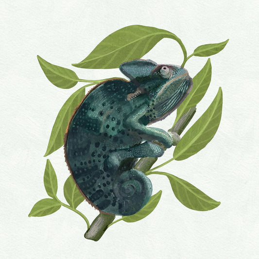 Chameleon