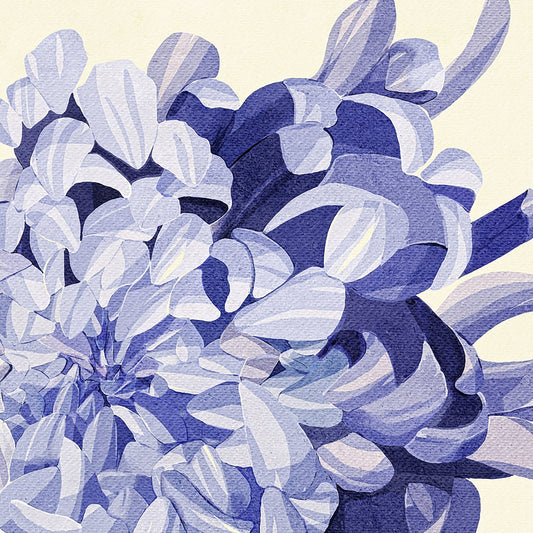 Chrysanthemum No 1