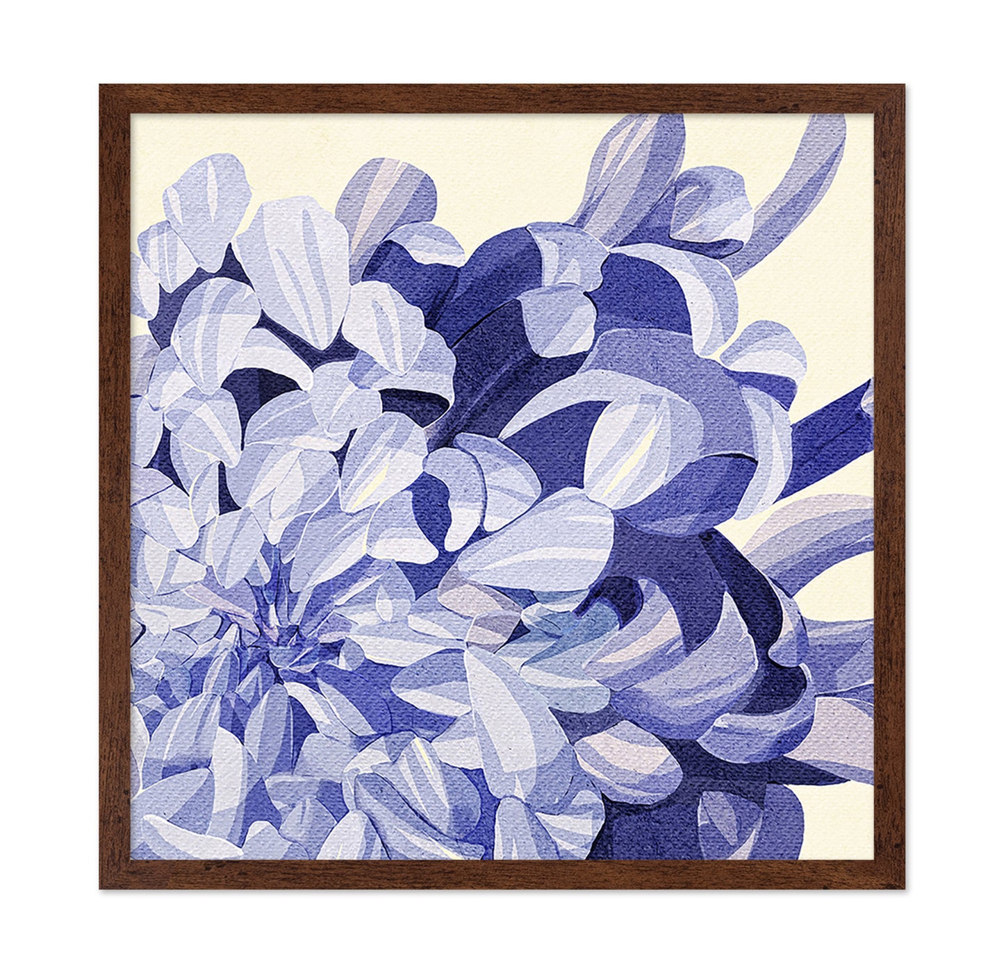 Chrysanthemum No 1