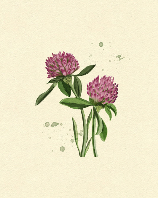 Red Clover