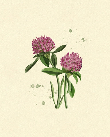 Red Clover