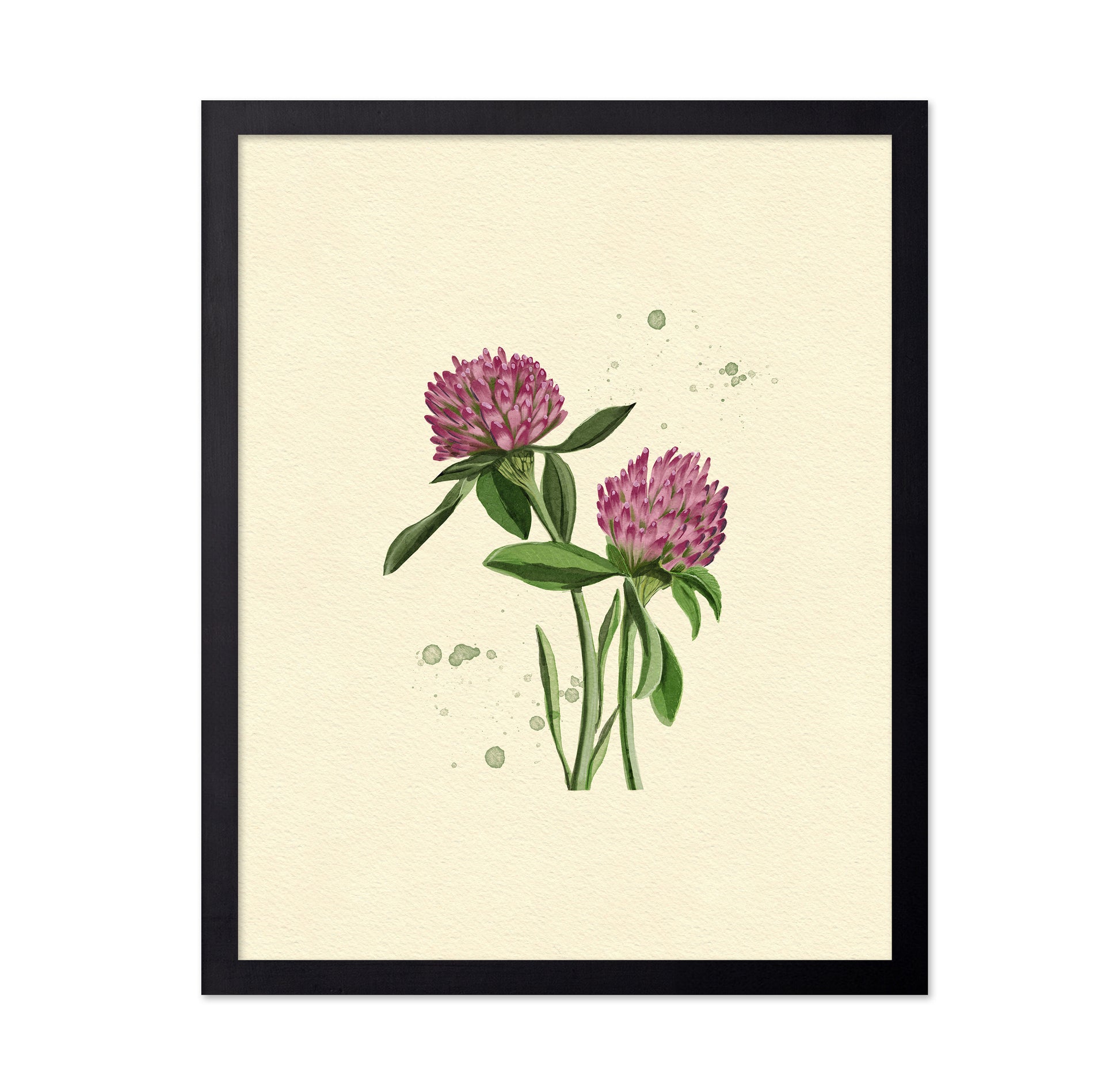 Red Clover