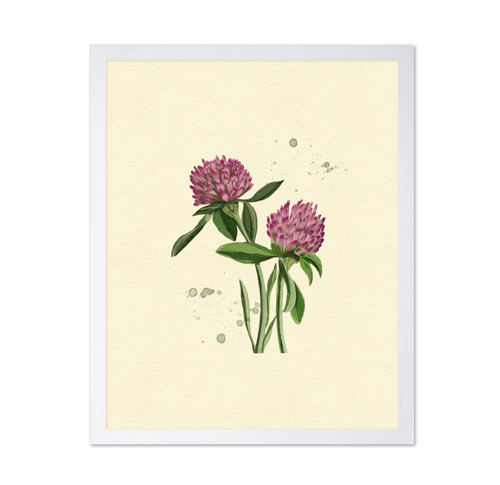 Red Clover