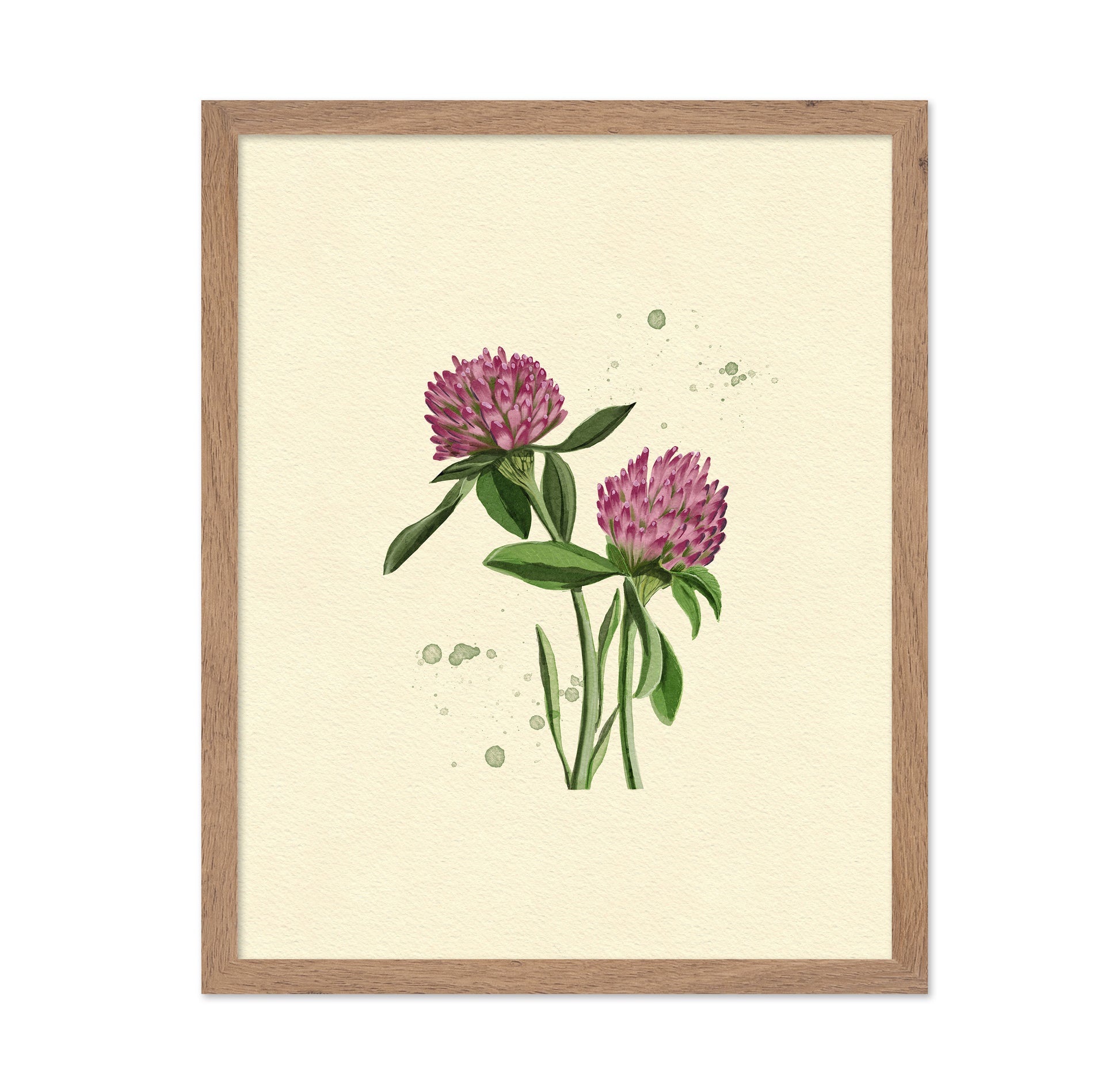 Red Clover