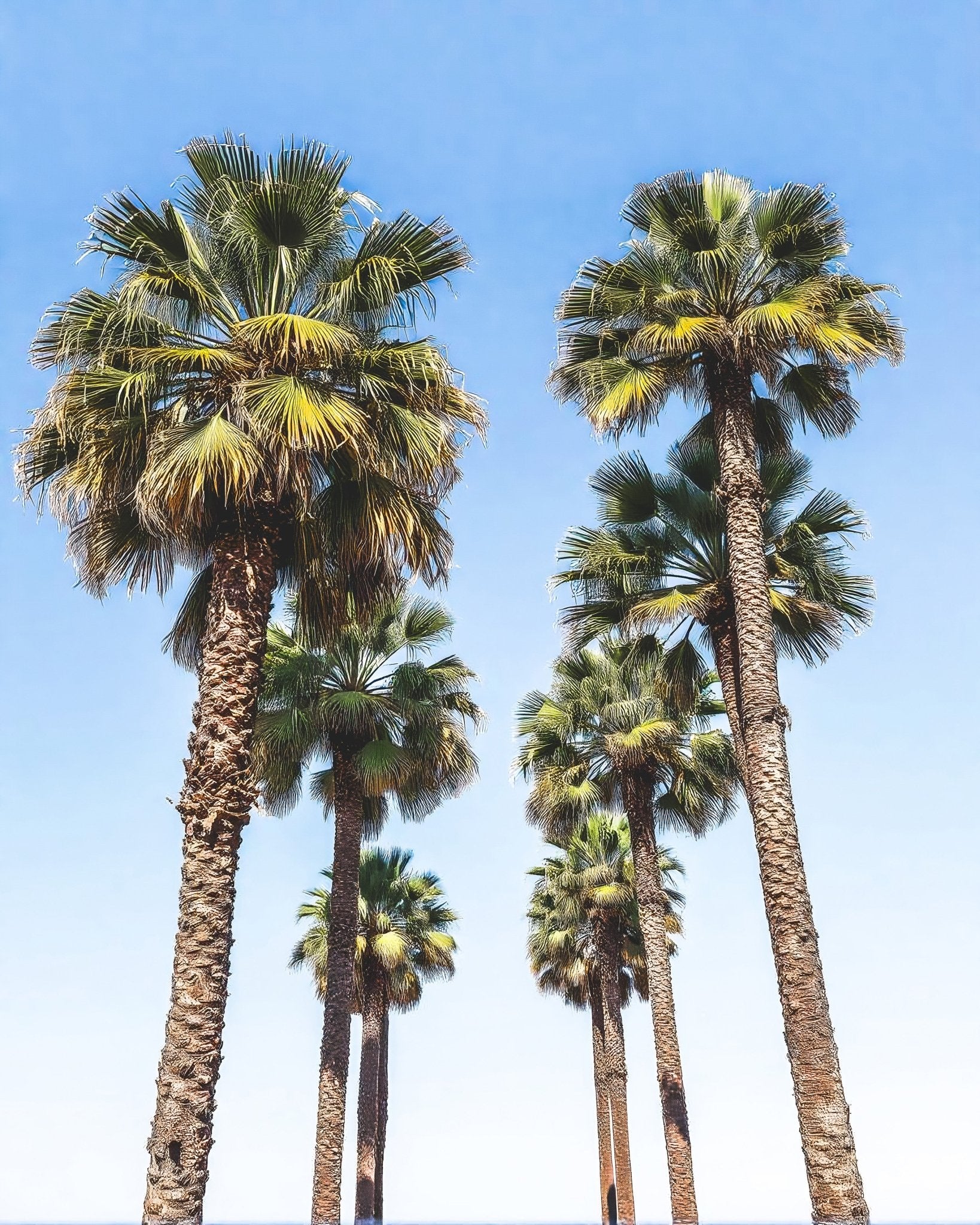 Skyward Palms