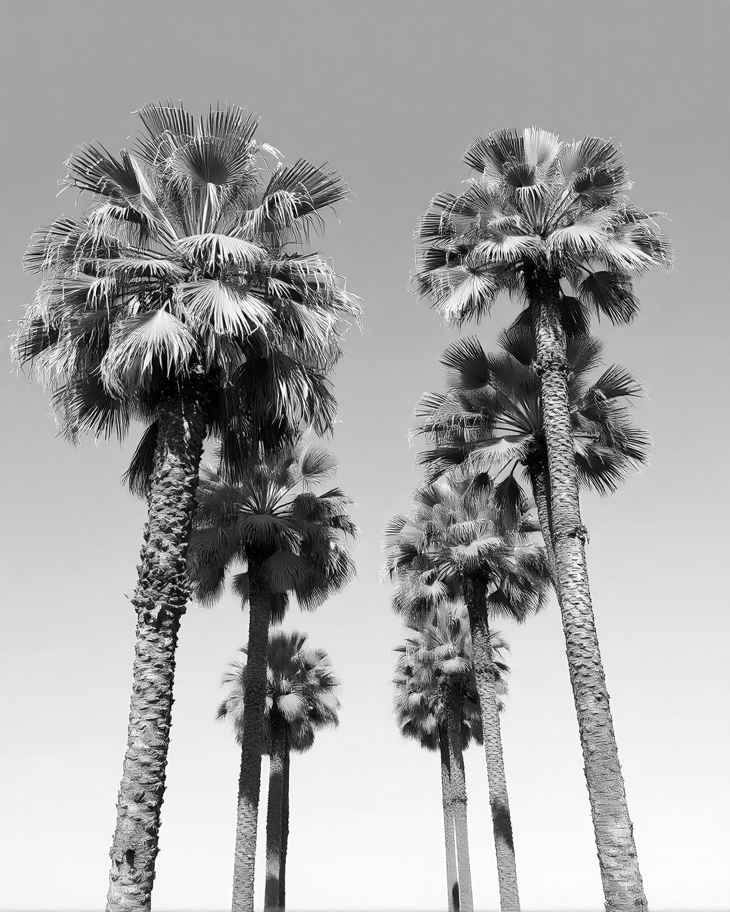 Palms Against the Endless Sky