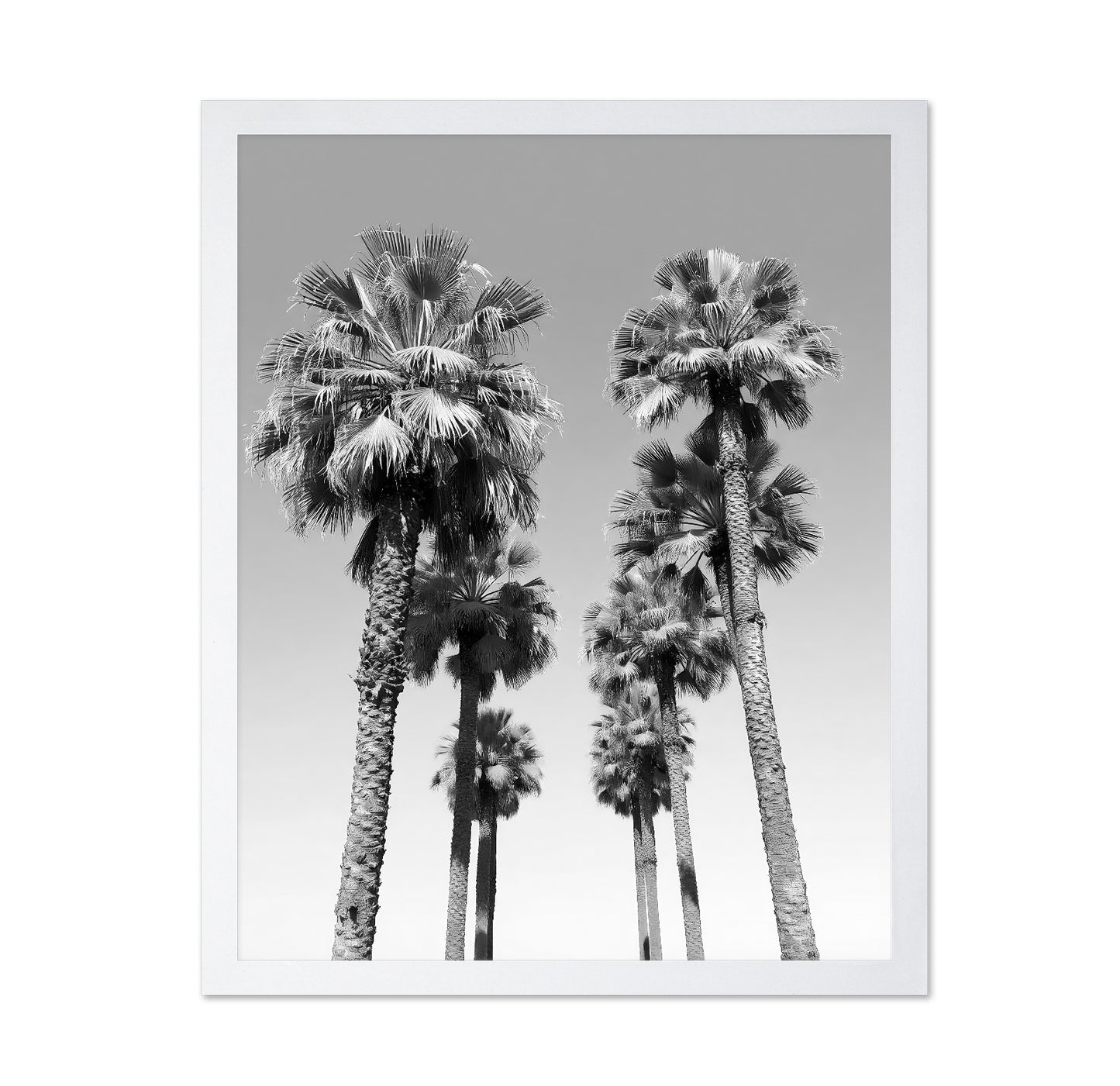 Palms Against the Endless Sky