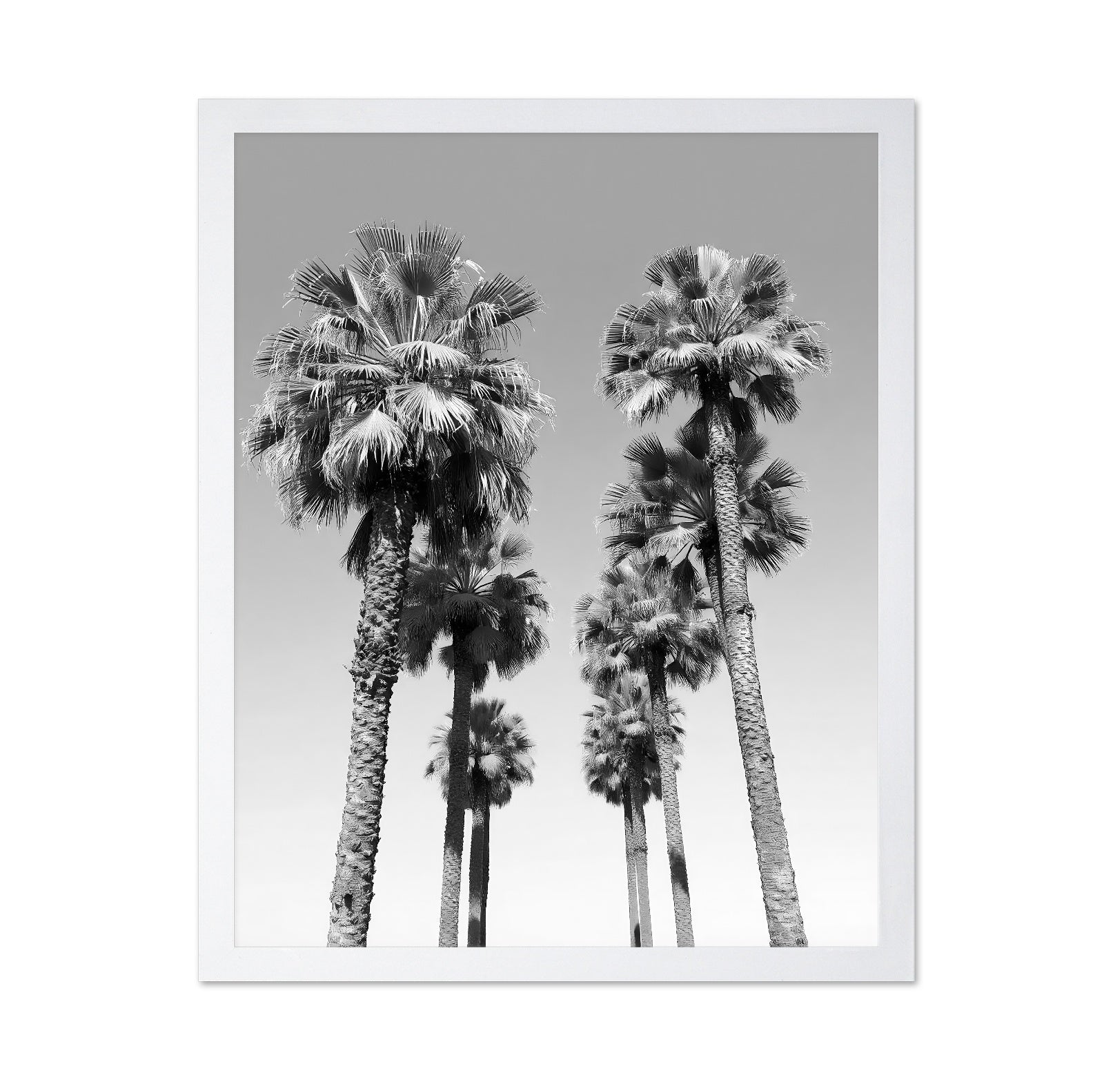 Palms Against the Endless Sky