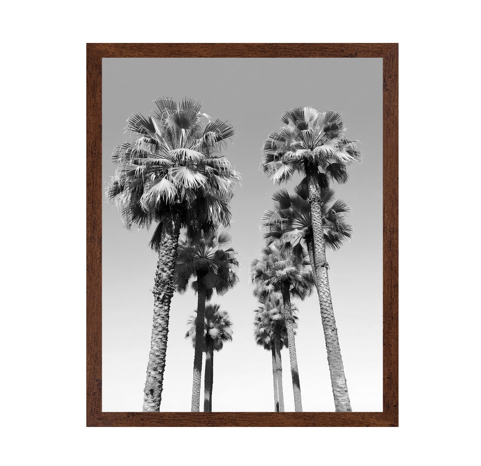 Palms Against the Endless Sky