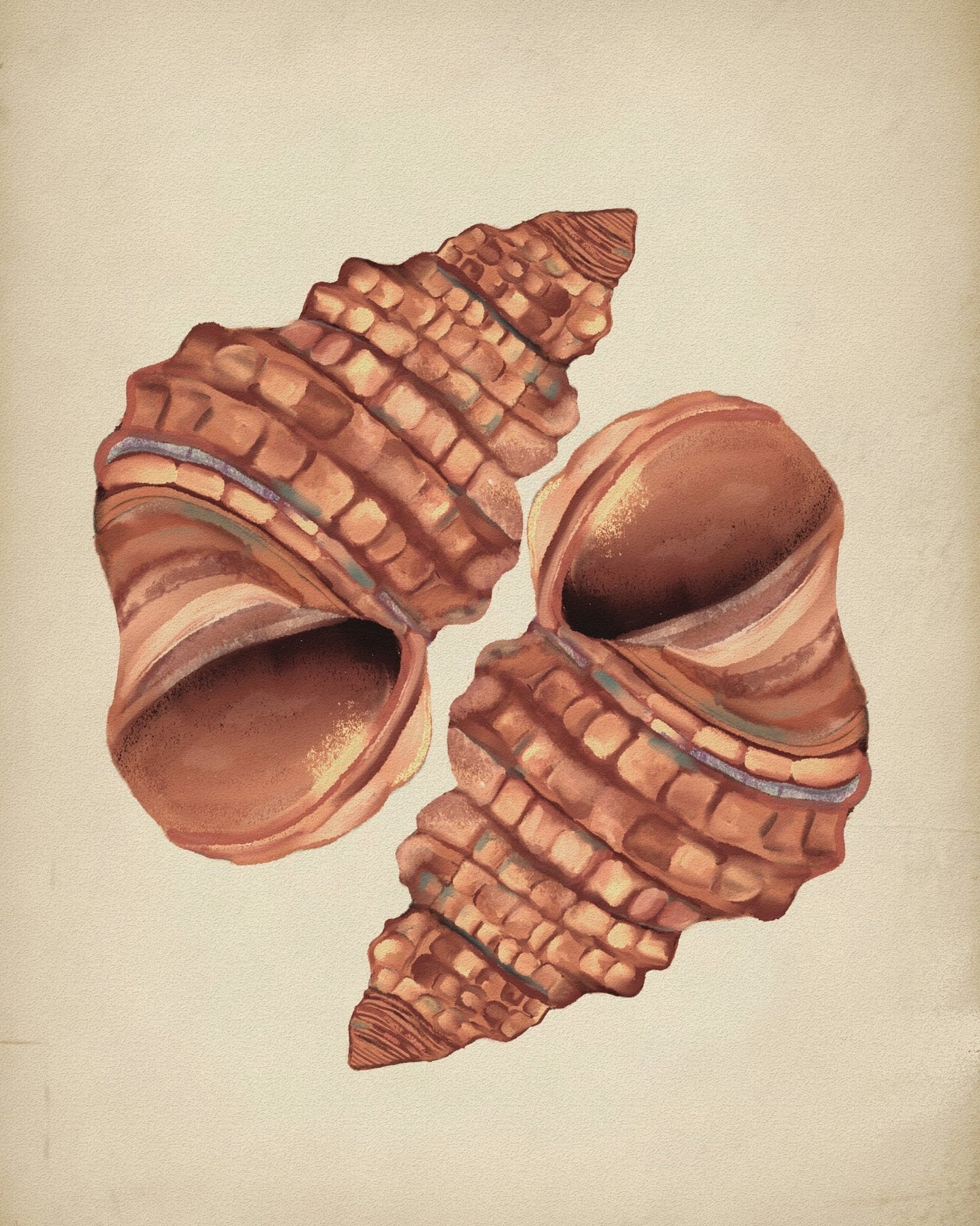 Seashells