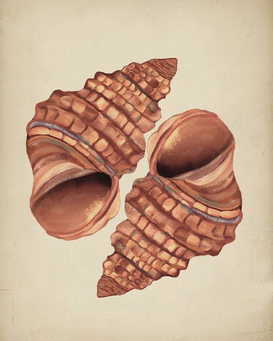 Seashells