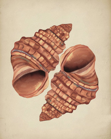 Seashells