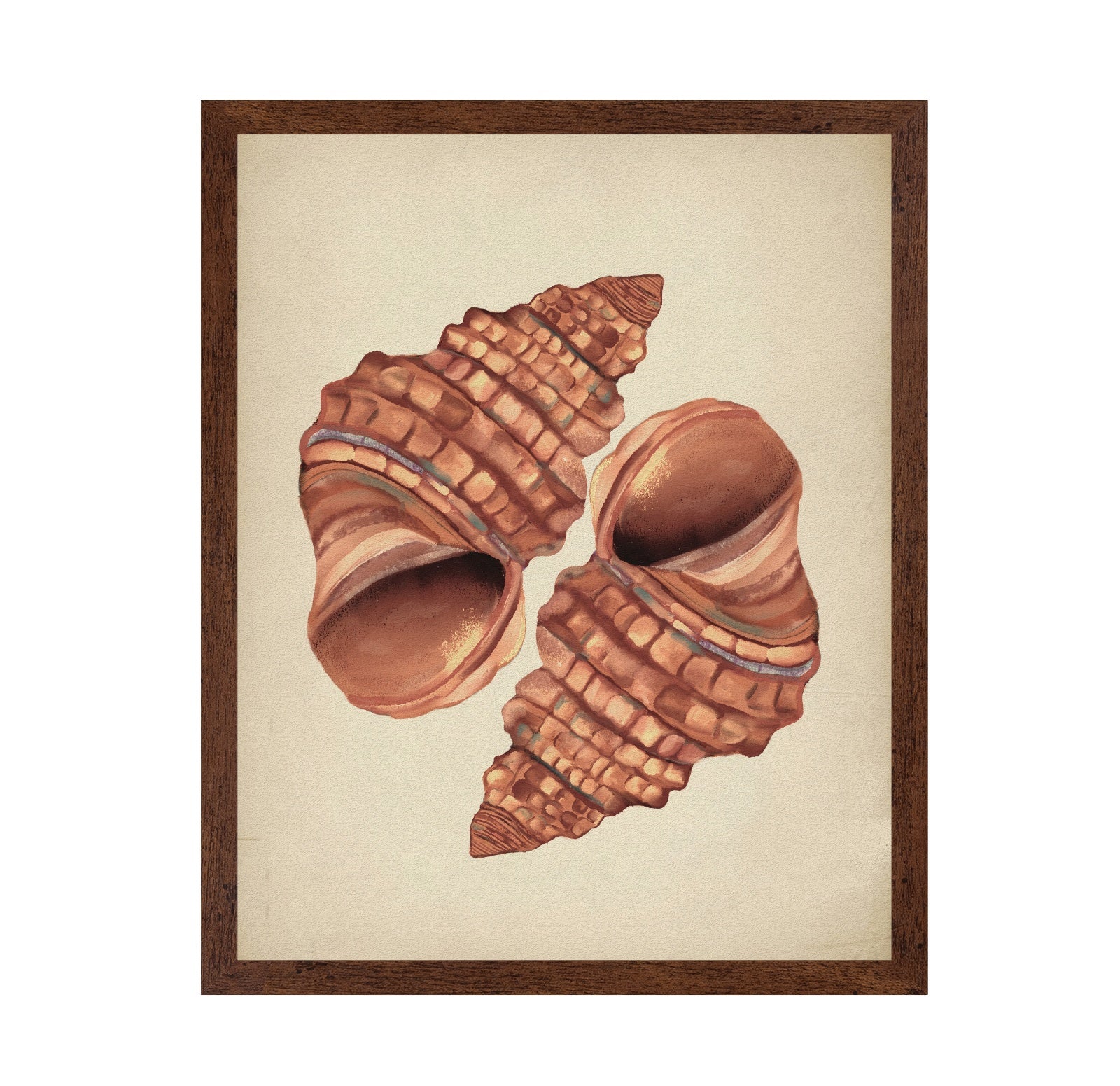 Seashells