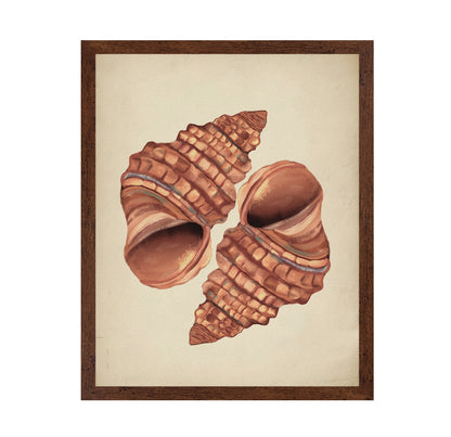 Seashells