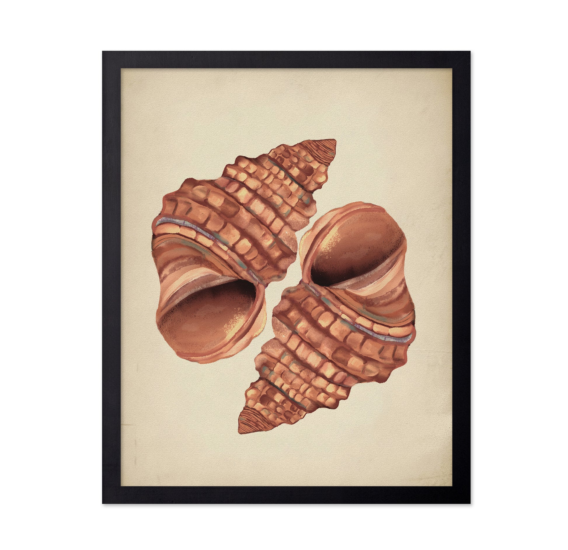 Seashells