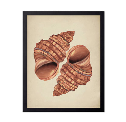 Seashells
