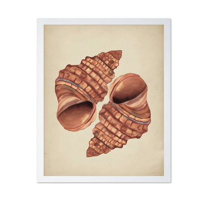 Seashells