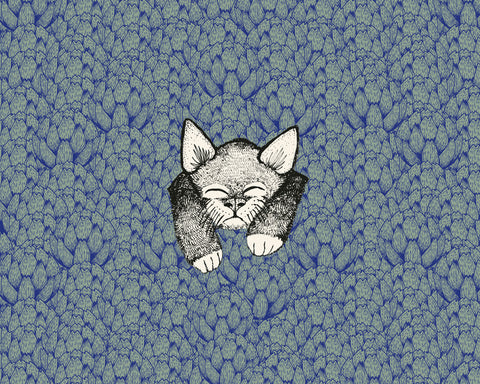 Kitten