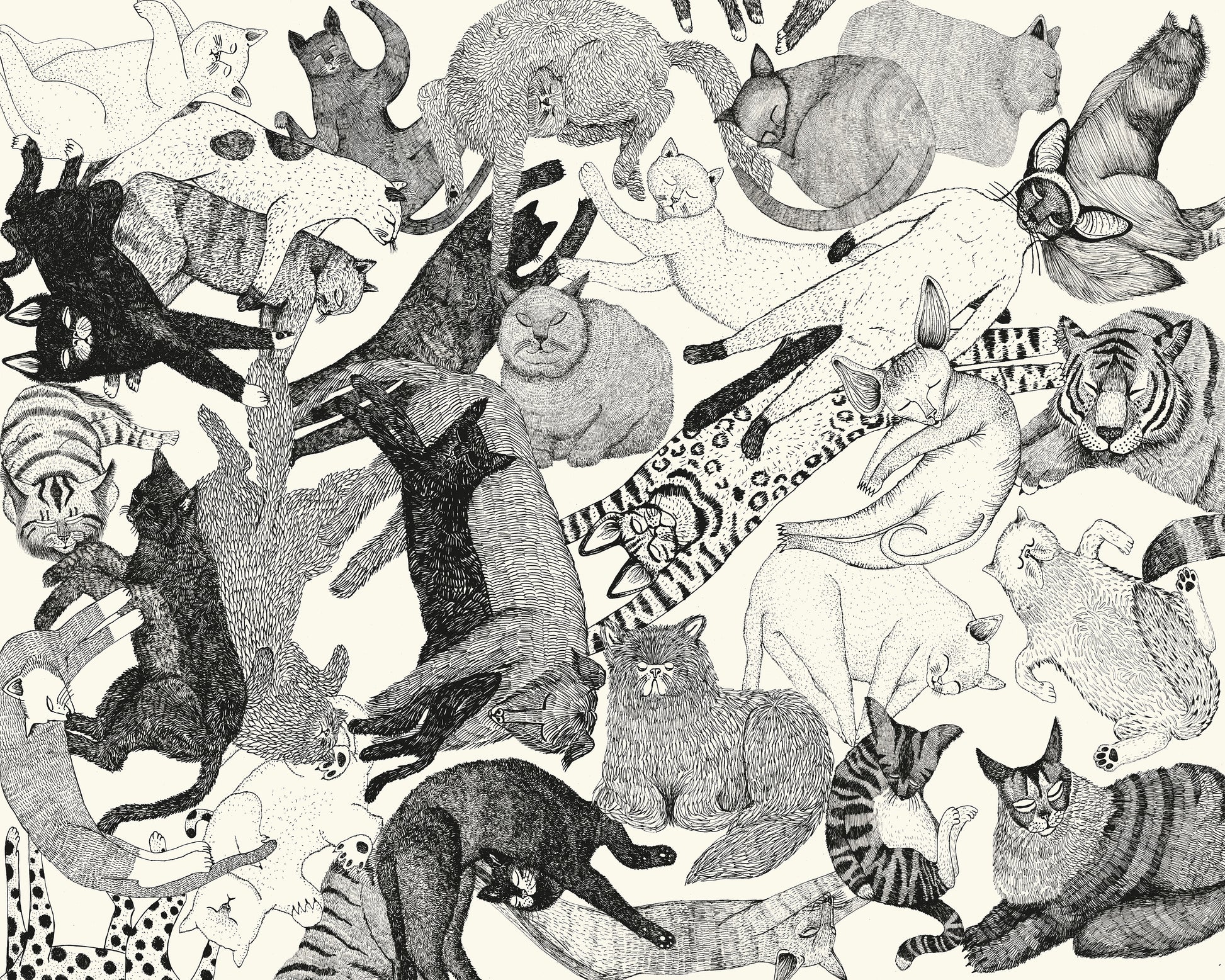 Cats