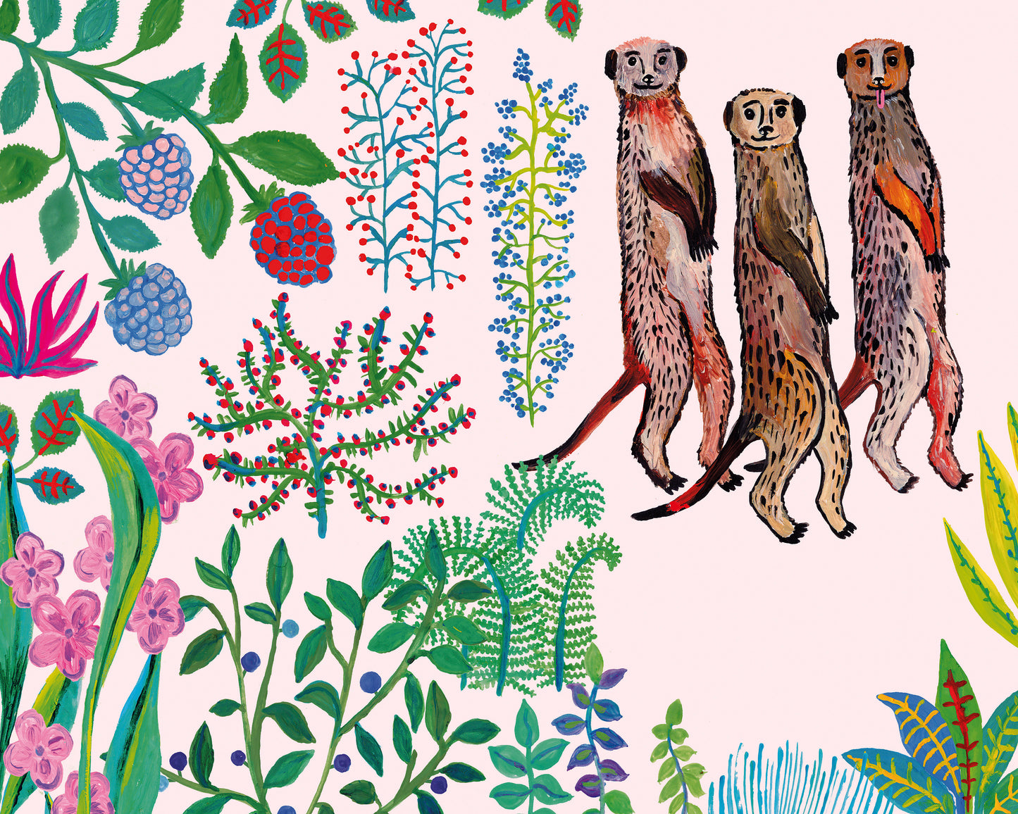 Meerkats