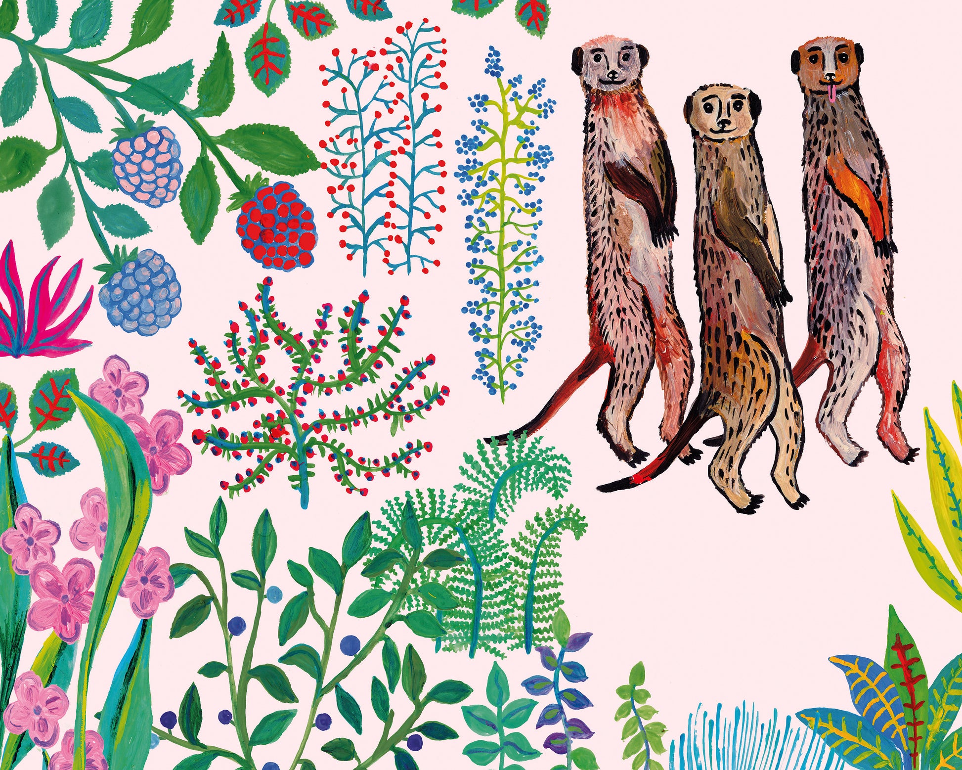 Meerkats