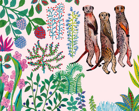 Meerkats