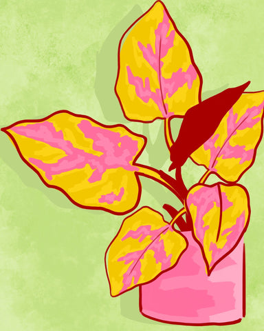 Spring Garden