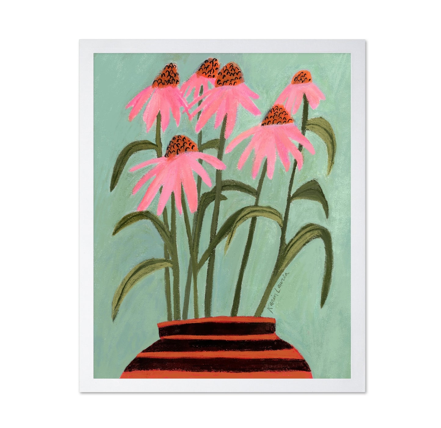 Echinacea Coneflowers