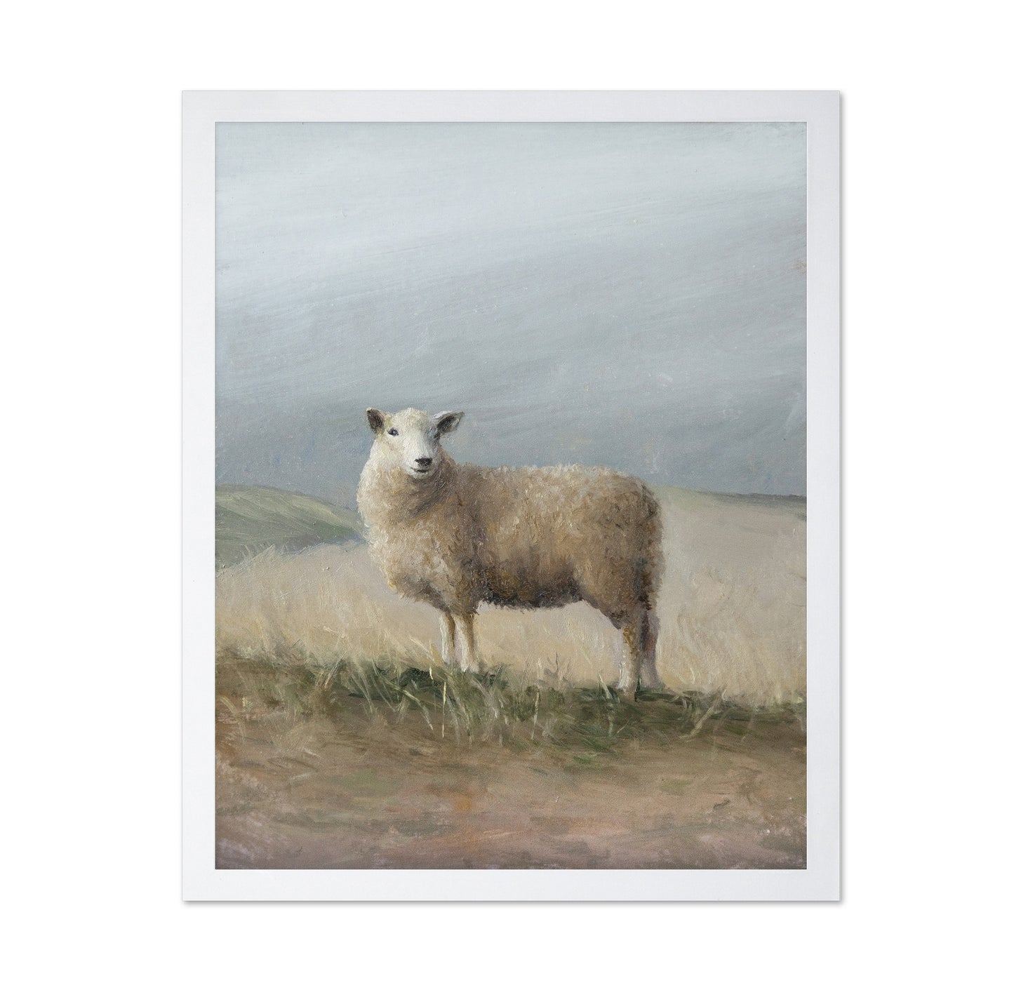 Sheep Study