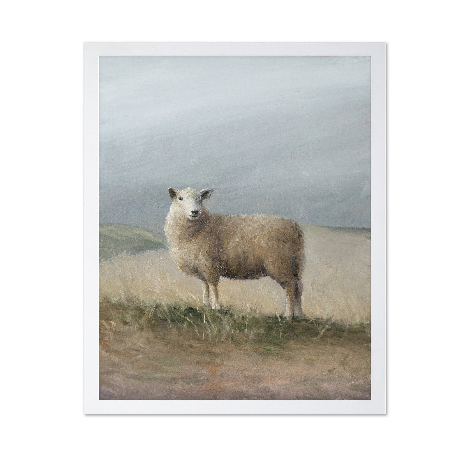 Sheep Study