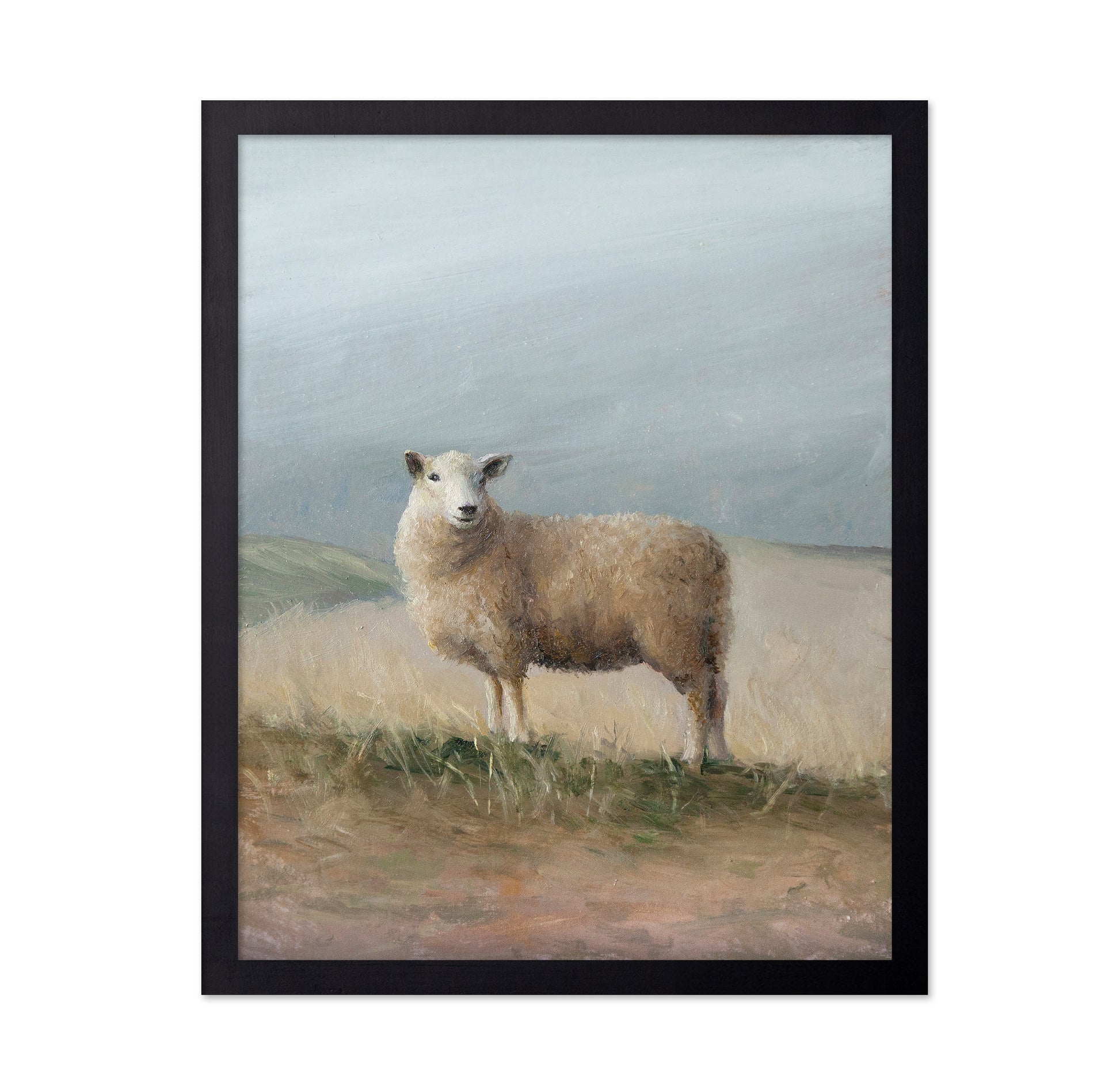 Sheep Study