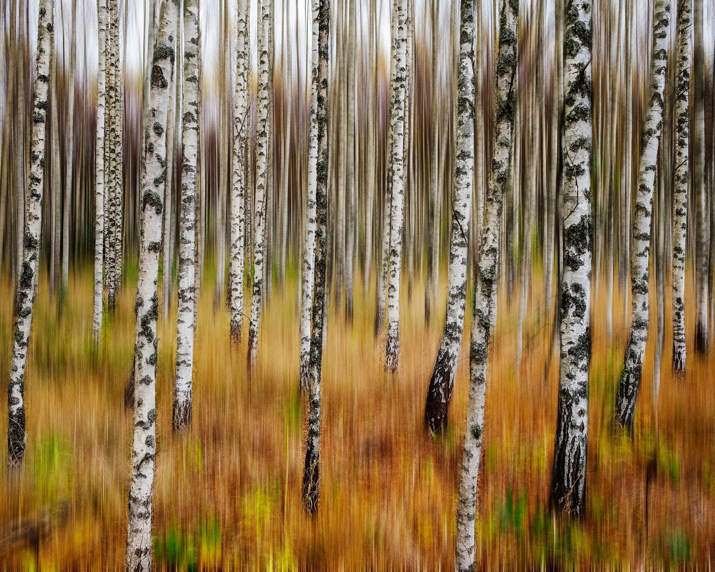 Birch Forest Blur