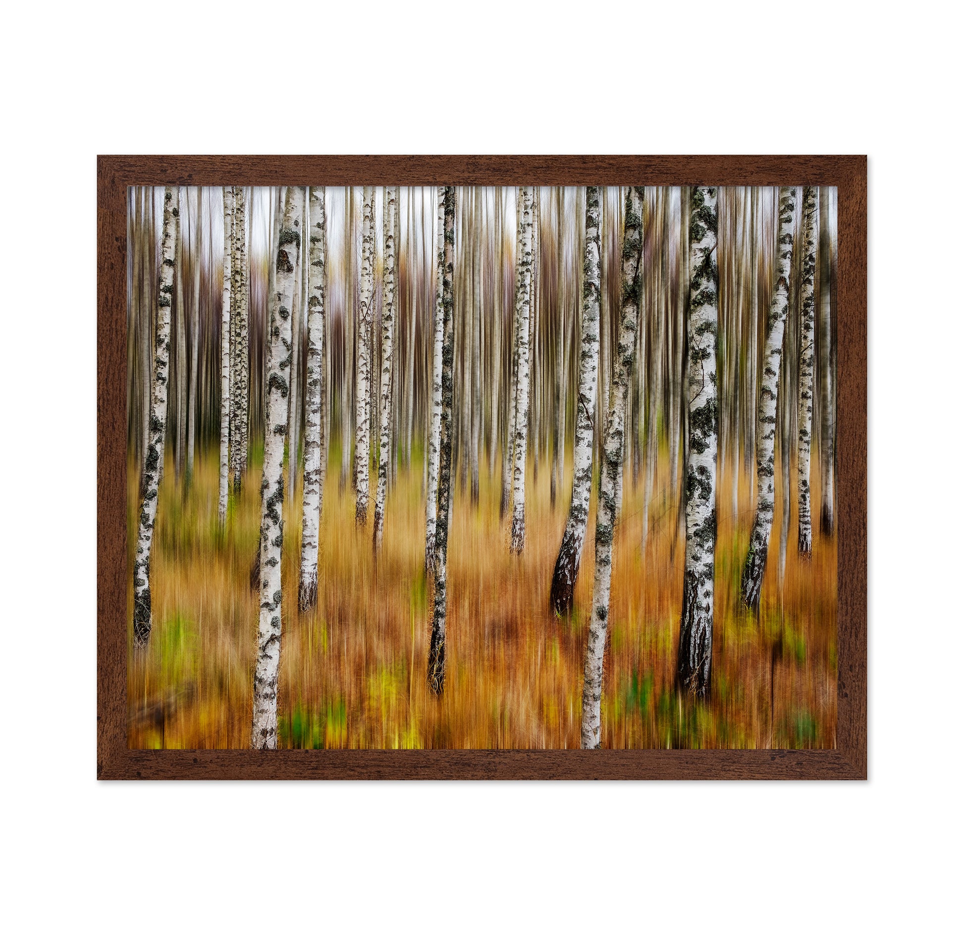 Birch Forest Blur