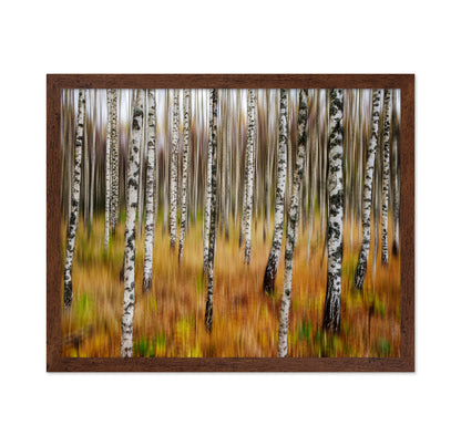 Birch Forest Blur