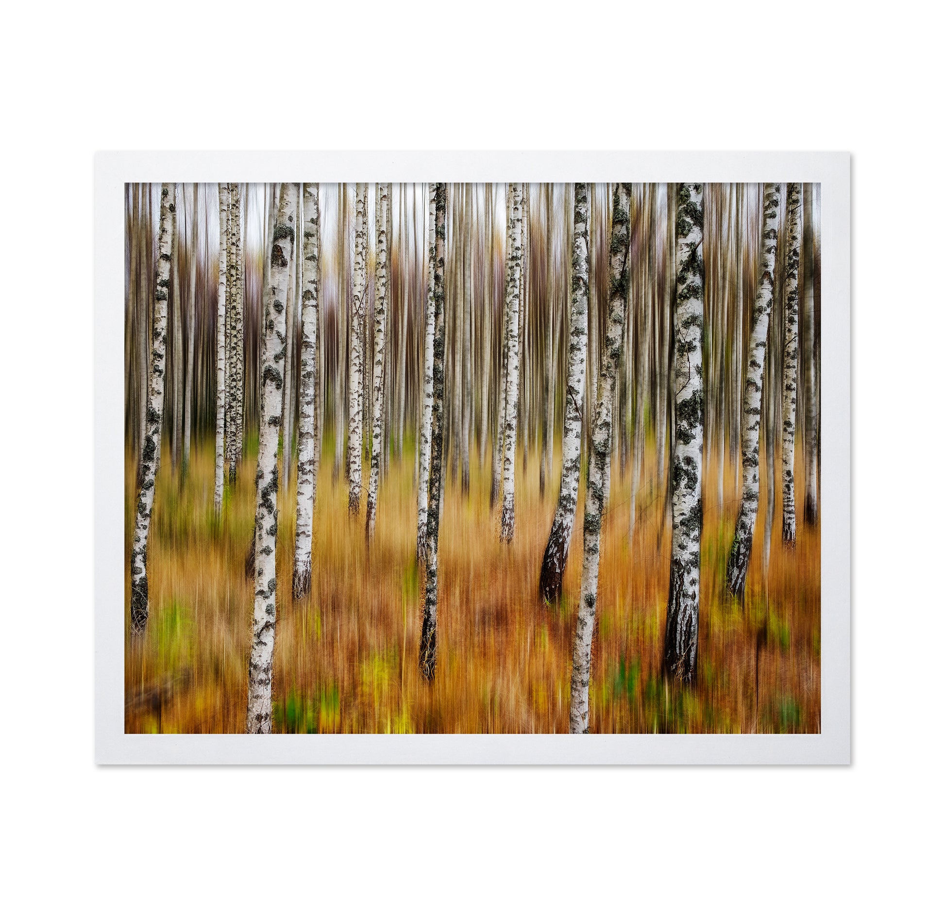 Birch Forest Blur