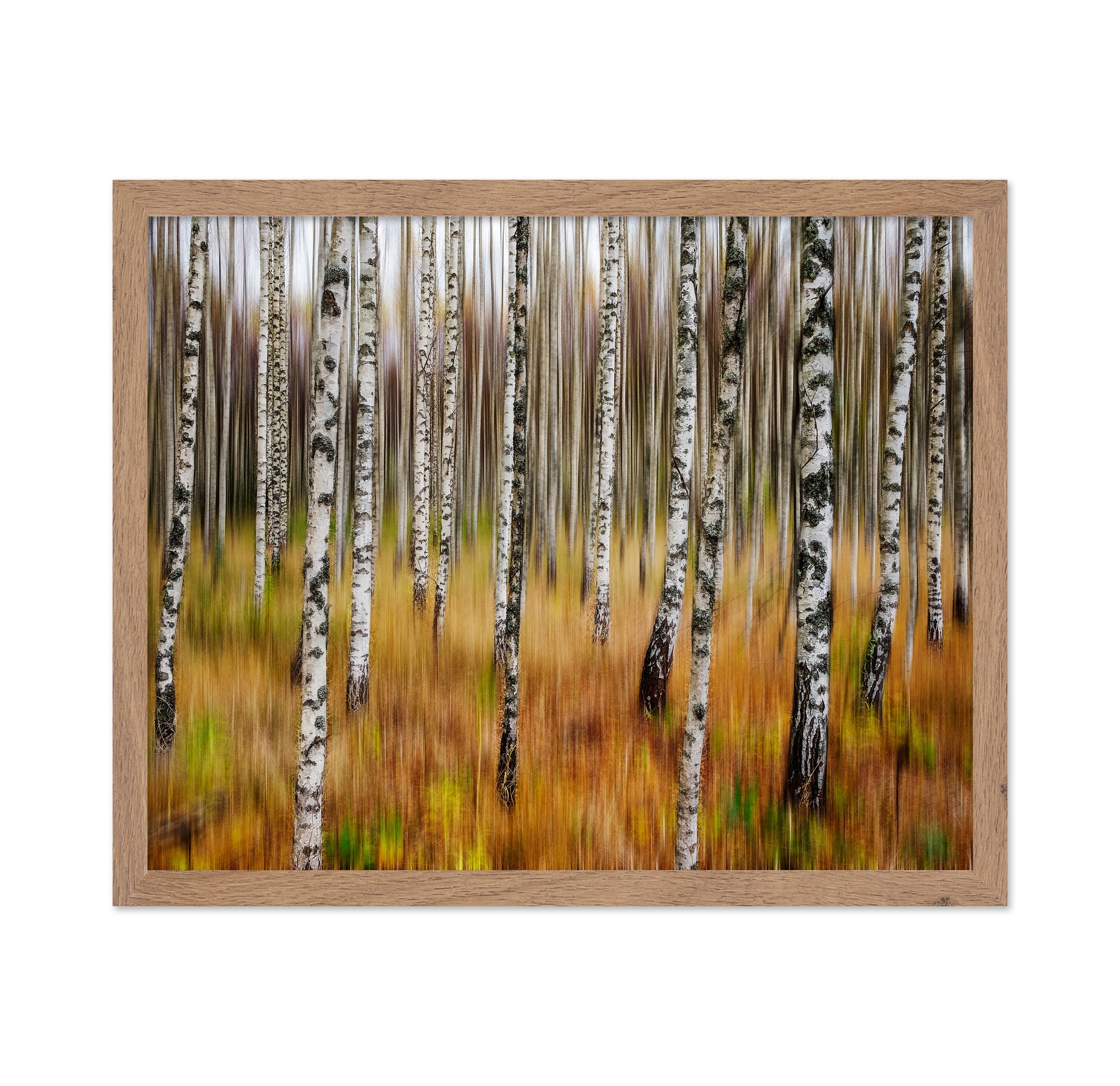 Birch Forest Blur