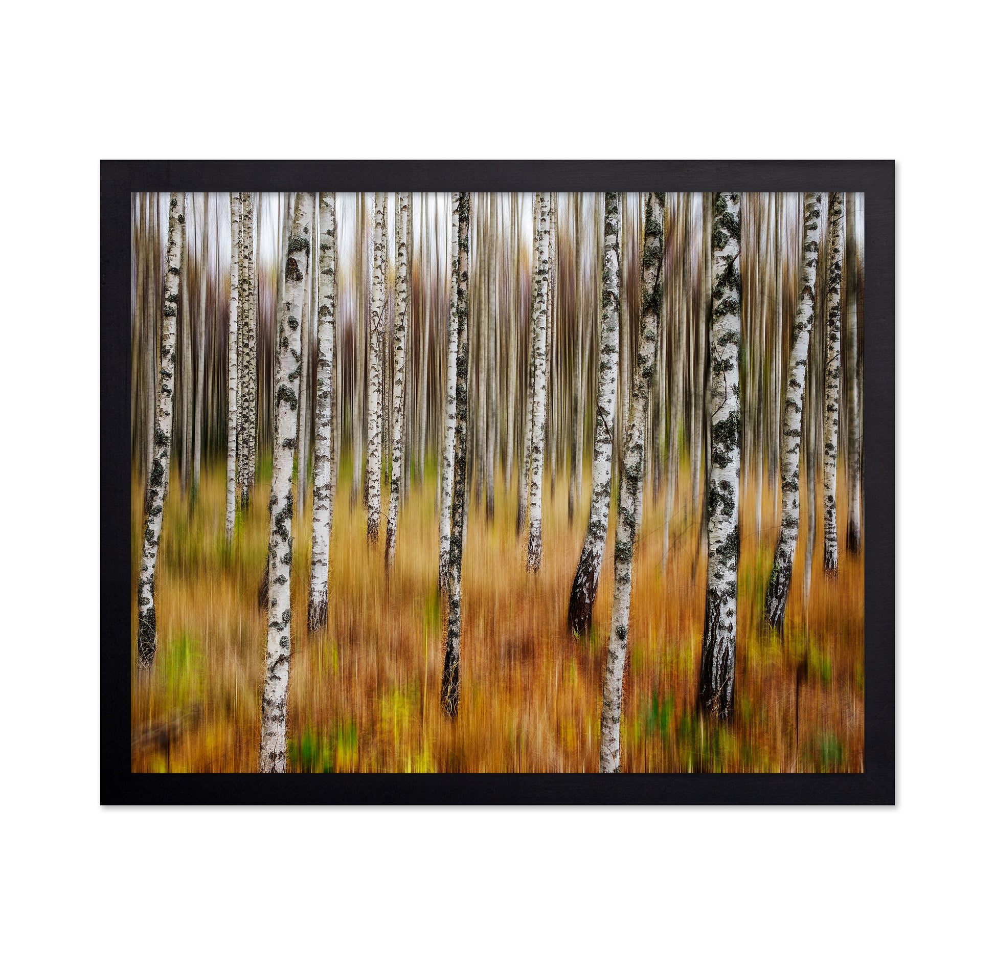 Birch Forest Blur