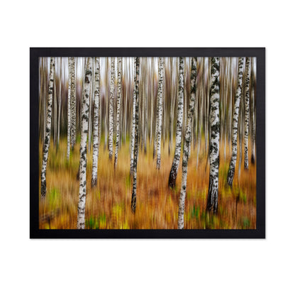 Birch Forest Blur