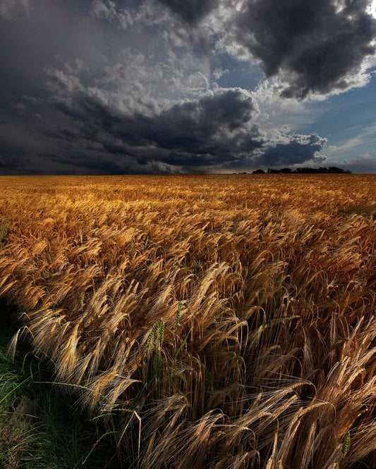 Golden Wheat Fields