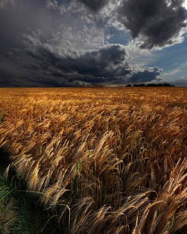 Golden Wheat Fields