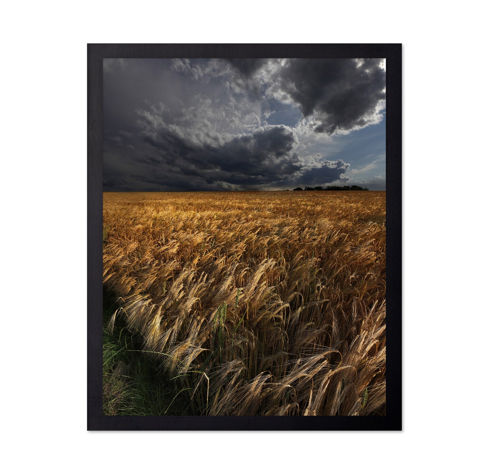 Golden Wheat Fields