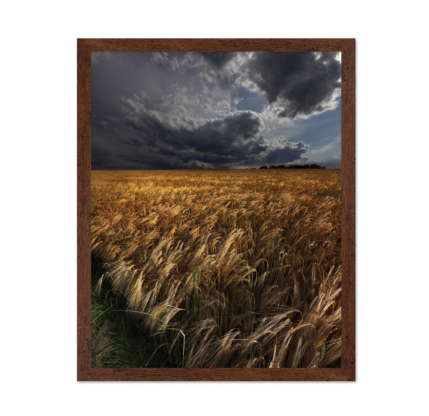 Golden Wheat Fields